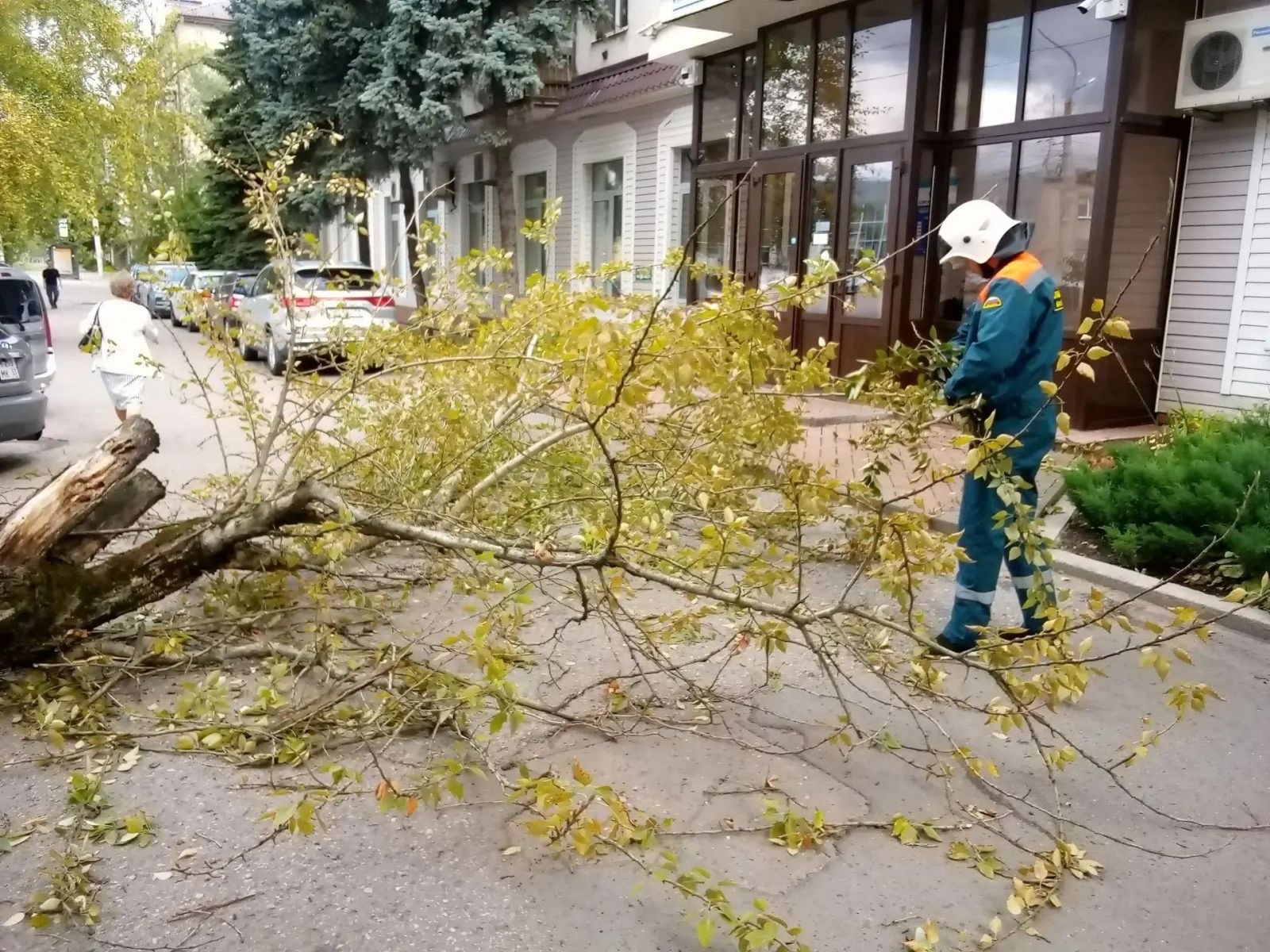 В Великом Новгороде рухнувшее дерево сломало женщине ключицу