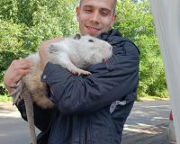 Сбежавшую нутрию Цезаря вернули хозяину