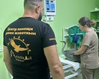 В Ивановской области спасают цаплю и енотовидную собаку