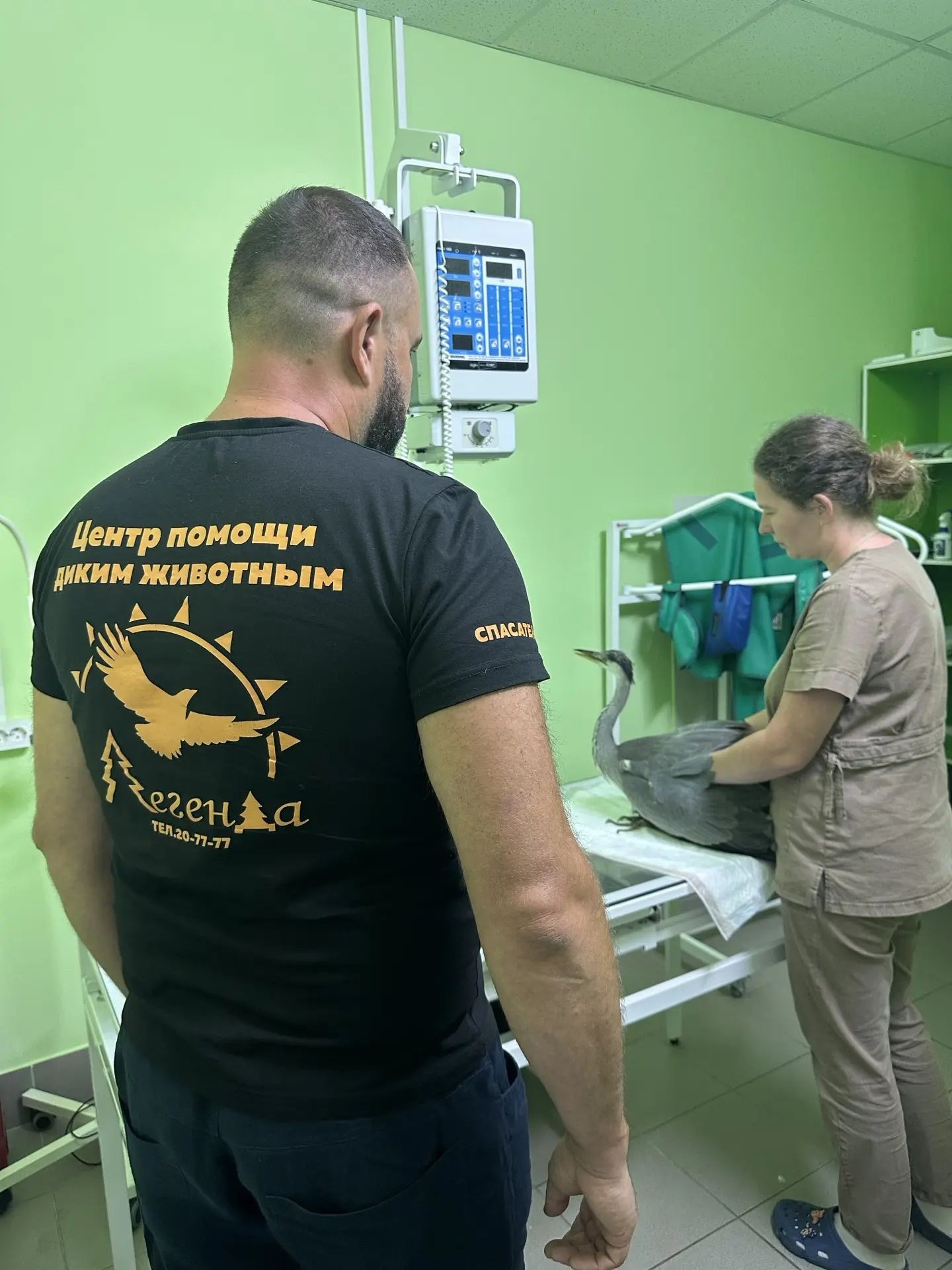 В Ивановской области спасают цаплю и енотовидную собаку