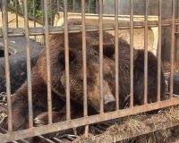 Старого медведя из ржавой клетки перевезут в Ивановскую область