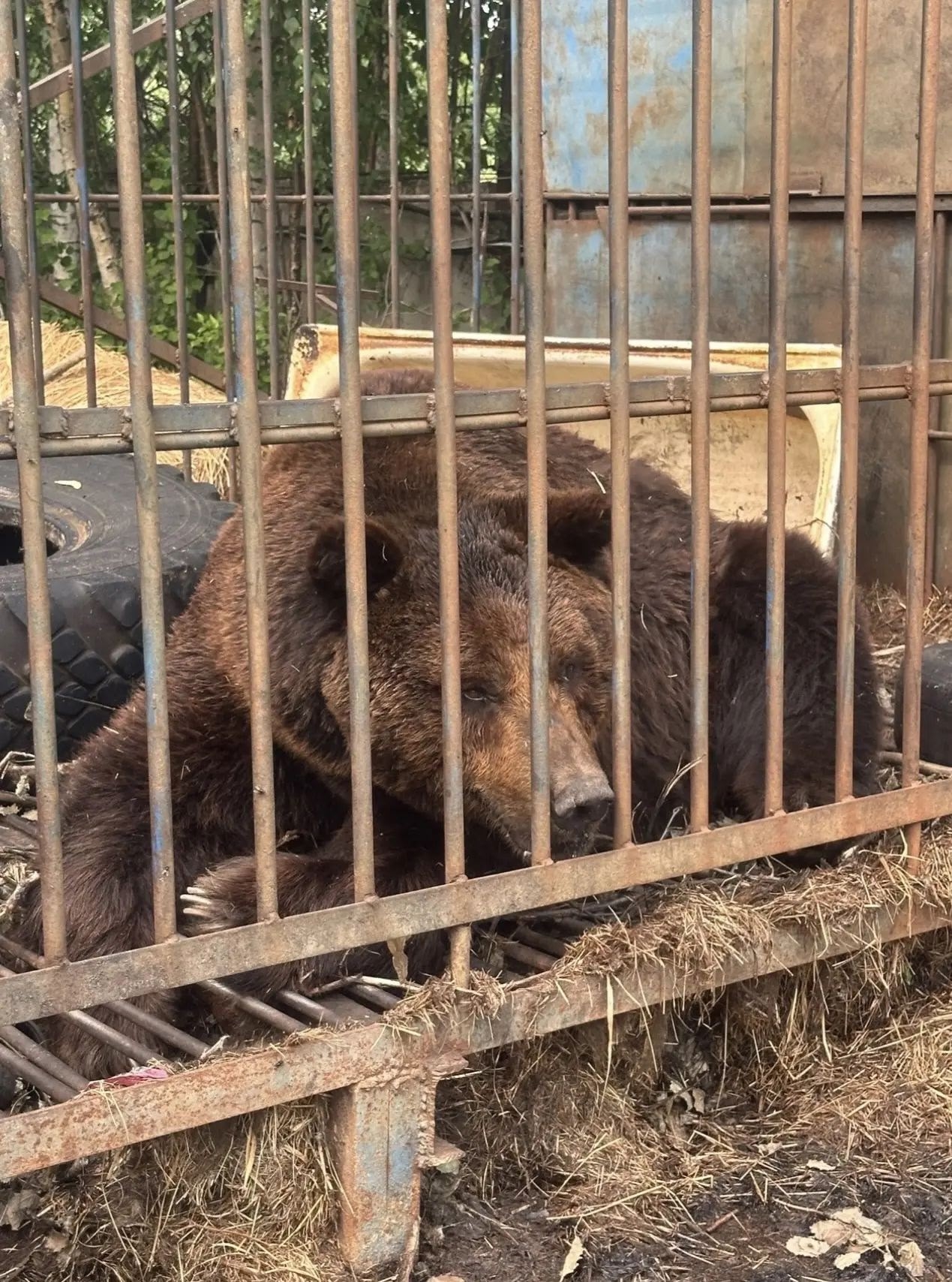 Старого медведя из ржавой клетки перевезут в Ивановскую область