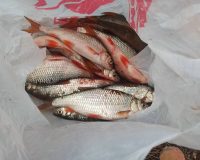 В Пензенском районе рыбаки пытались украсть из частного пруда рыбу