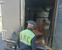 В Ивановском районе остановили иностранца с тушей коровы и без документов