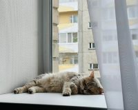 Забота о домашнем котике довела молодого жителя Пензы до полиции