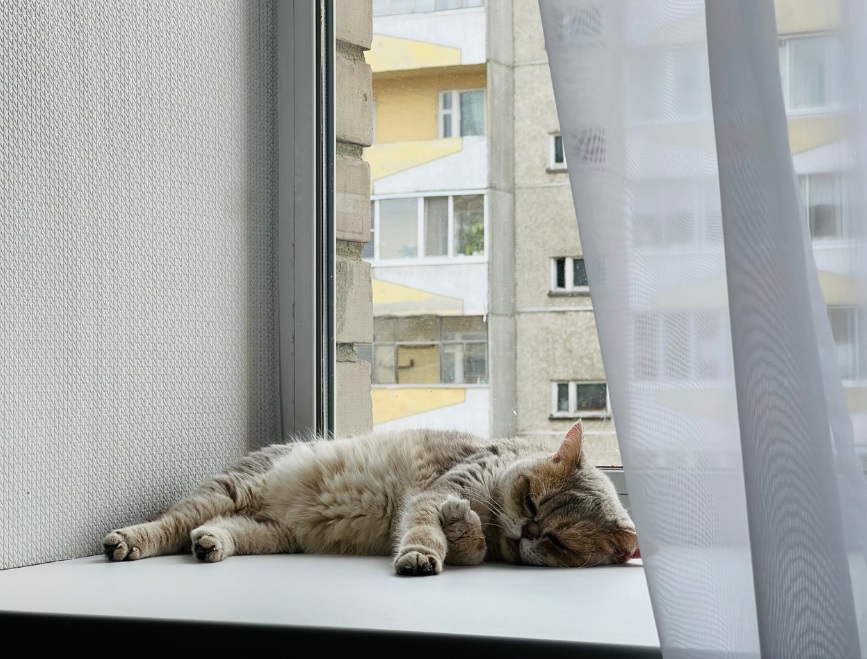 Забота о домашнем котике довела молодого жителя Пензы до полиции