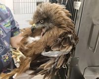 В Центре «Легенда» спасают коршуна с тяжёлой травмой крыла