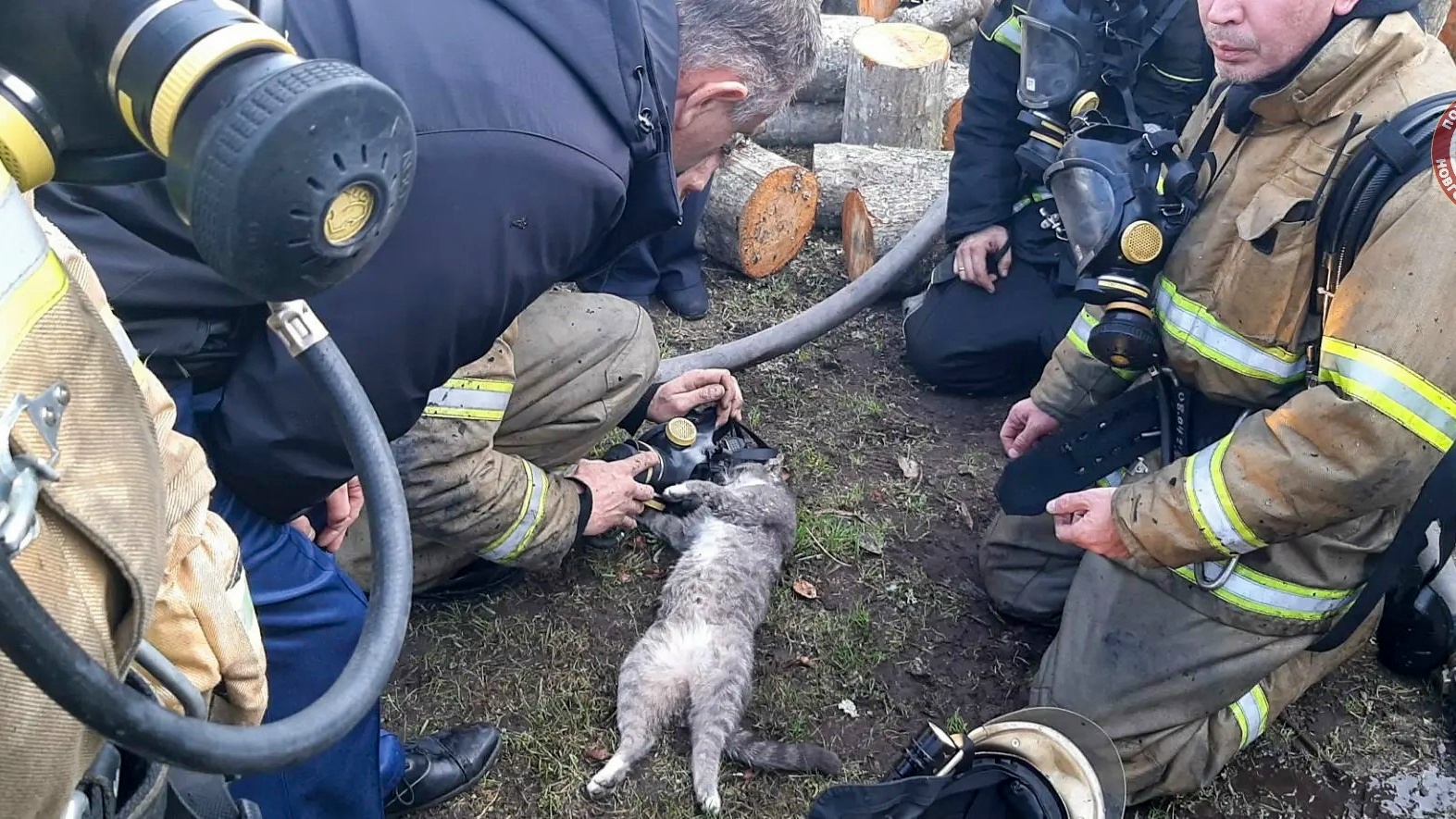 В Новгородской области дом выгорел, но кошка спасена!